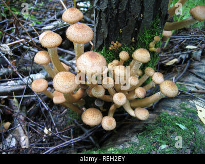 Essbare Pilze (Honig blätterpilze) am Baum Stockfoto