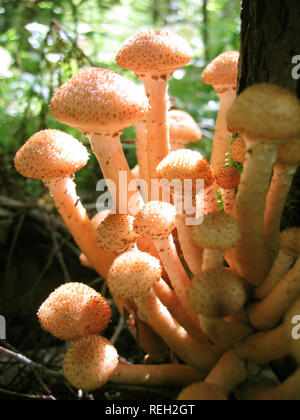 Nahaufnahme der essbaren Pilze (Honig blätterpilze) wächst am Baum Stockfoto