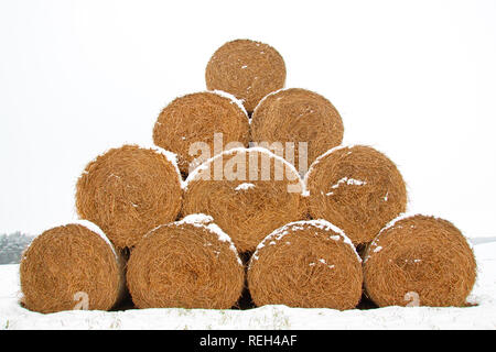 Stroh ballen Futter im Winter: Stroh, die nach der Ernte fallen gelassen wurden, werden als Futtermittel und Einstreu in den Wintermonaten verwendet Stockfoto