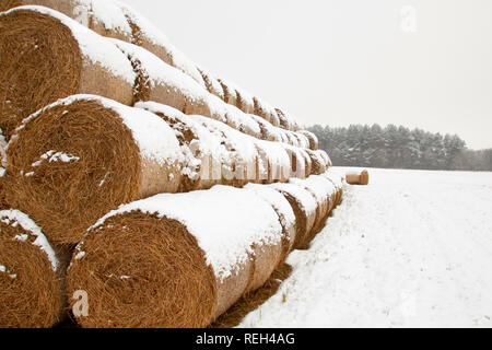 Stroh ballen Futter im Winter: Stroh, die nach der Ernte fallen gelassen wurden, werden als Futtermittel und Einstreu in den Wintermonaten verwendet Stockfoto