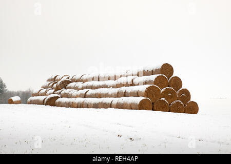 Stroh ballen Futter im Winter: Stroh, die nach der Ernte fallen gelassen wurden, werden als Futtermittel und Einstreu in den Wintermonaten verwendet Stockfoto