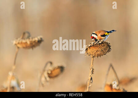 Goldfinch isst Sonnenblumenkerne Stockfoto