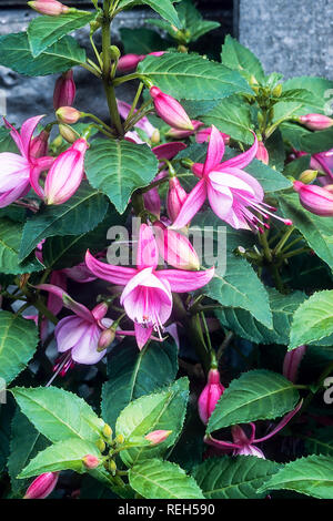 Bush fuchsia Rose Fantasia mit Blumen und Blüten sowie deren Knospen, Stockfoto