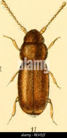 John Charles Francis Von Gro�Britannien Und Irland