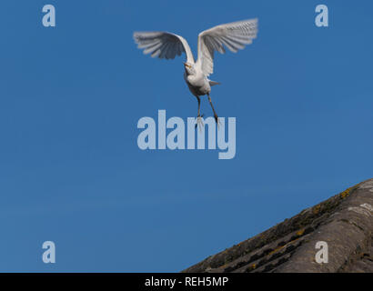 Kuhreiher ibis Buulcus vom städtischen Dach UK Stockfoto