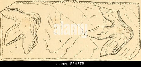 . Kaltblütige Wirbeltiere: Teil I. Fische. Fische, Amphibien, Reptilien. Fossile Spuren und Wege über neun Meter. In diesen Titel die Abdrücke selbst werden nicht beibehalten, sondern nur Ihren natürlichen wirft. Es scheint, dass das Tier ging über das weiche Erde, die sofort unverzüglich eine Torf bed Overlay, und dass dieser Erde war wiederum durch eine dicke Schicht aus Sand, in der tiefe Spuren. In den Jahren, die folgten, der Sand wurde. Abb. 76. Titel von Iguanndon, deutlich reduziert. Von Wealden Schichten, England. Von Hutchinson geänderte konsolidierte in den schweren Band aus Sandstein, die wir sehen, Stockfoto