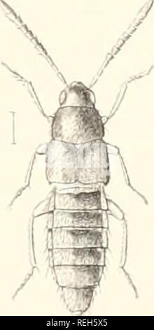 . Die Taxonomie der Britischen Inseln. Einen beschreibenden Berücksichtigung der Familien, Gattungen und Arten, die es in Großbritannien und Irland, mit Noten, Gemeinden, Lebensräume, etc. Käfer; Entomologie. /Av/. Bitte beachten Sie, dass diese Bilder sind von der gescannten Seite Bilder, die digital für die Lesbarkeit verbessert haben mögen - Färbung und Aussehen dieser Abbildungen können nicht perfekt dem Original ähneln. extrahiert. Fowler, William Weekes, 1849 -; Donisthorpe, Horace St. John Kelly. London: L. Reeve &Amp; Co. Stockfoto