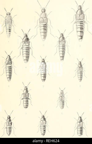 . Die Taxonomie der Britischen Inseln. Einen beschreibenden Berücksichtigung der Familien, Gattungen und Arten, die es in Großbritannien und Irland, mit Noten, Gemeinden, Lebensräume, etc. Käfer; Entomologie. Platte 37. E.ViL Son-Del 12 13 Liih.fi. Imp Ca - m&gt; L, REEVE 8. CO LONDON. Bitte beachten Sie, dass diese Bilder sind von der gescannten Seite Bilder, die digital für die Lesbarkeit verbessert haben mögen - Färbung und Aussehen dieser Abbildungen können nicht perfekt dem Original ähneln. extrahiert. Fowler, William Weekes, 1849 -; Donisthorpe, Horace St. John Kelly. London: L. Reeve &Amp; Co. Stockfoto