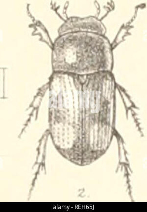 . Die Taxonomie der Britischen Inseln. Einen beschreibenden Berücksichtigung der Familien, Gattungen und Arten, die es in Großbritannien und Irland, mit Noten, Gemeinden, Lebensräume, etc. Käfer; Entomologie. . Bitte beachten Sie, dass diese Bilder sind von der gescannten Seite Bilder, die digital für die Lesbarkeit verbessert haben mögen - Färbung und Aussehen dieser Abbildungen können nicht perfekt dem Original ähneln. extrahiert. Fowler, William Weekes, 1849 -; Donisthorpe, Horace St. John Kelly. London: L. Reeve &Amp; Co. Stockfoto