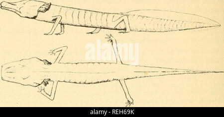 . Kaltblütige Wirbeltiere: Teil I. Fische. Fische, Amphibien, Reptilien. Amphibien dienen den Tieren als Fühler, ihre Entwicklung wird also parallel zu der übermäßigen Dehnung der Antennen der Krebstiere, die ich von Herrn Benedikt [Abb. informiert wurden. 54]. Die äußere Kiemen auf einmal vorgeschlagen, dass diese Tiere nur Larven werden könnte. Die Tatsache, dass eine von ihnen enthielt große Eier und dass ein -. Abb. ^4. Blind Höhle Salamander, Typhlomolge rathbuni, aus artesischen Brunnen in Texas, mit gliedmassen geändert werden, da die Fühler anderen drei Eier vertrieben nach erwischt zu werden, war keine positiven Nachweis zu Stockfoto
