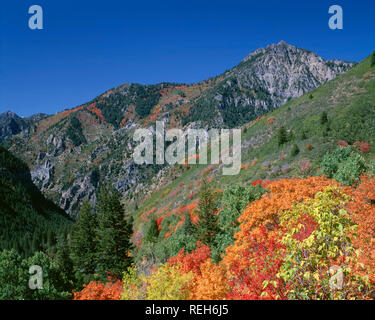 USA, Utah, Uinta National Forest, Box Elder Peak steigt darüber hinaus fallen - farbige Ahorn entlang des Lake Loop Scenic Byway. Stockfoto