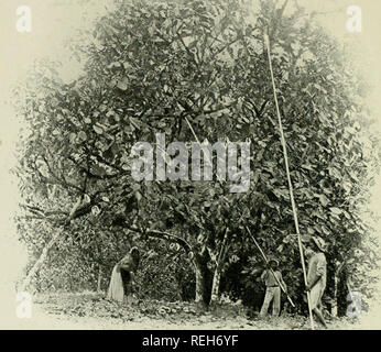 . Kakao und Schokolade, eine kurze Geschichte der, ihre Herstellung und Verwendung. Kakao; Schokolade; cbk. Ist KAKAO UND SCHOKOLADE. keimwurzel, die leicht trennt sich von der Keimblätter. Mikroskopische Untersuchung zeigt, dass die Zellen der Seed-Blätter enthalten Eiweiß, ölige Fragen, - manchmal in einer kristallinen Zustand, - Kristalle in einer ganz anderen Form, Stärke, Farbstoffen in speziellen Recep -. GATIIEKIXf; "KAKAOFRÜCHTE. TACLES als Pigment Zellen, und Kanäle mit Spirale Markierungen. Die stärke Körner haben keine sehr charakteristische Form oder Markierungen; sie sind in der Regel kugelförmig und einfach. Den o Stockfoto