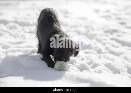 Zwergschnauzer Welpen spielen mit einem Tennisball im Schnee Stockfoto