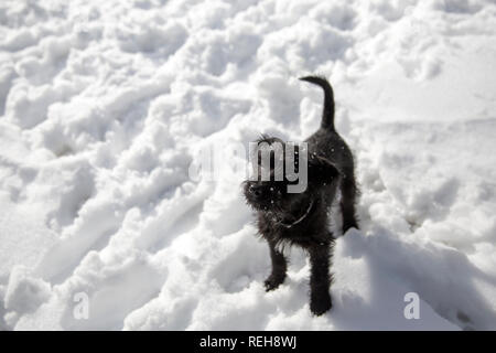 Zwergschnauzer Welpen im Schnee spielen Stockfoto