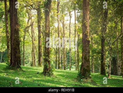Üppigen, grünen Park in den Tropen mit Sonnenlicht durch das Moos bedeckt Bäume auf der Wiese unten. Stockfoto
