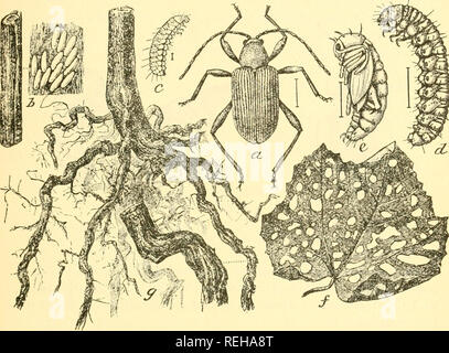 . Klasse Buch der wirtschaftlichen Entomologie, mit besonderem Bezug auf die wirtschaftliche Insekten der Norden der USA und in Kanada. Nützliche Insekten; Schädlinge; Insekten; Insekten. Klassifizierung UND BESCHREIBUNG DER GEMEINSAMEN INSEKTEN 3 II unterbrochen Cottonwood Leaf Beetle {Lina interrupta Fab.) In rötlich-gelb Flügeldecken mit runden schwarzen Flecken, oder Quer schwarzen Streifen. Frucht Baum Blatt S 3 nieta {Syneta albida Lee) - klein, braun oder gelblich-weißes Blatt Käfer, 1^Zoll lang, manchmal schädlich für Obstbäume im Frühjahr in British Columbia und Oregon. Abb. 201.- Die Traube root Worm (Fidia vi. Stockfoto