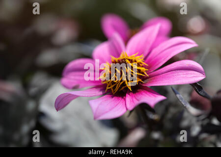 Dahlie 'Happy Days' Stockfoto