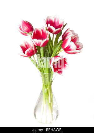 Rosa und weißen Tulpen in der Vase transparent isoliert auf Weiss. Stockfoto