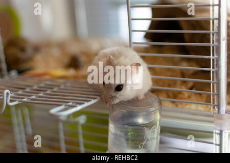 Ein Hamster im Käfig schüchtern, die versuchen, sich zu befreien. Stockfoto