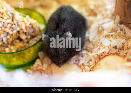 Ein Hamster im Käfig schüchtern, die versuchen, sich zu befreien. Stockfoto