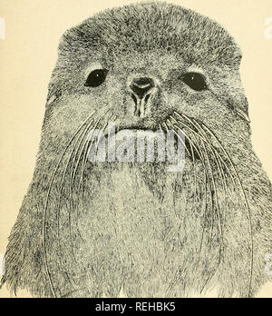 . Commander Inseln. . IP1W^WWBSWSB '^' 09 Kopf ot eine typische vookery Stier. Aus der Natur von Bristow Adams Ertrinken.. Bitte beachten Sie, dass diese Bilder sind von der gescannten Seite Bilder, die digital für die Lesbarkeit verbessert haben mögen - Färbung und Aussehen dieser Abbildungen können nicht perfekt dem Original ähneln. extrahiert. Grebnitskïi, Nikolai Alexandrowitsch; Woehlcke, Louise; Russland. Ich Ministerstvo zemledieliia gosudarstvennykh imushchestv. Departament zemledieïia. St. Petersburg: Gedruckt von W. Kirshbaum Stockfoto