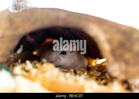 Ein Hamster schlafen in einem Loch während des Tages. Stockfoto