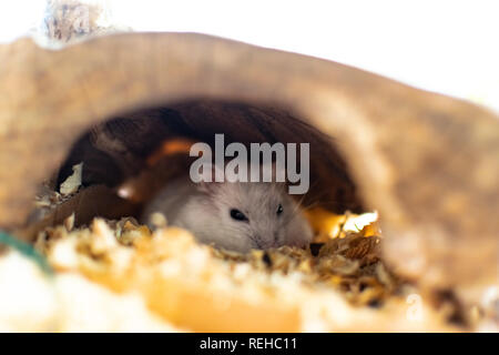 Ein Hamster schlafen in einem Loch während des Tages. Stockfoto