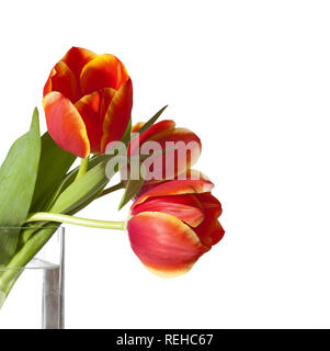 Drei rote und gelbe Tulpen isoliert auf weißem Stockfoto