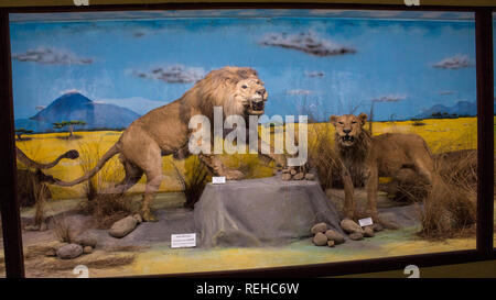 Eine Anzeige der männlichen und weiblichen Löwen (Panthera leo) im La Salle Natural History Museum, San Jose, Costa Rica Stockfoto