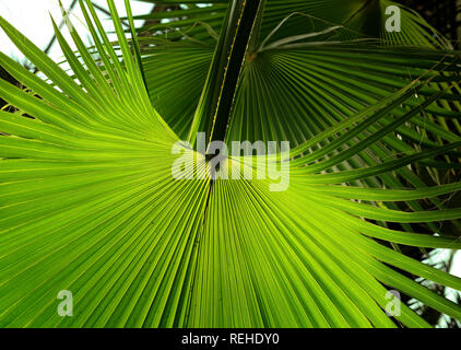 Tropische Palm Leaf im Garten, grüne Blätter von tropischen Wald Pflanze für Natur Muster und Hintergrund. Stockfoto