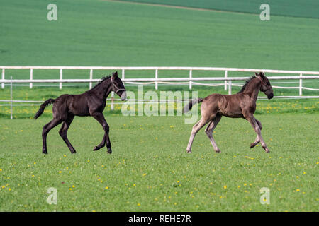 Fohlen laufen in die Wiese. Schwarz kladrubian Pferd. Stockfoto