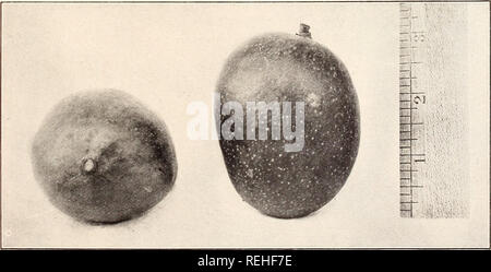. Gesammelte Abhandlungen über tropische Früchte in Kalifornien. Abbildung 75. Die Santa Ana Mango, in Santa Ana, Kalifornien, entwickelt. Rote Nummer Elf (Abbildungen 76, 77, 78, 79) eine Rote ist Form der gut bekannte Nummer Elf, einer der beliebtesten Mangos in Westindien. Die Frucht wie hier beschrieben, auf dem Grundstück der Ed. produziert wird Harman, an den Sherman, von einem inarched Baum schickte vor einigen Jahren von der Abteilung für Landwirtschaft. Abbildung 76. Die rote Nummer Elf mango wie jetzt bei Sherman, Kalifornien gewachsen.. Bitte beachten Sie, dass diese Bilder aus gescannten Seite Bilder, die digital wurden extrahiert werden Stockfoto