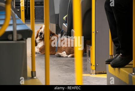Einer Frau Hund Beifahrerseite blockiert den Gang auf die M23 SBS-Bus im New Yorker Stadtteil Chelsea am Samstag, 12. Januar 2019. (© Richard B. Levine) Stockfoto