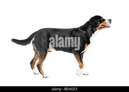 Mehr Schweizer Sennenhund stehend und weg von der Kamera suchen Stockfoto