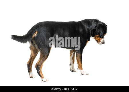 Mehr Schweizer Sennenhund stehend und weg von der Kamera suchen Stockfoto