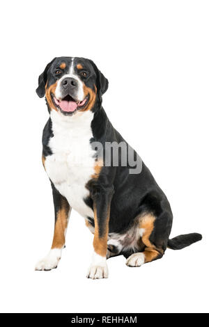 Mehr Swiss Mountain dog sitting Seite Wege und schauen in die Kamera Stockfoto