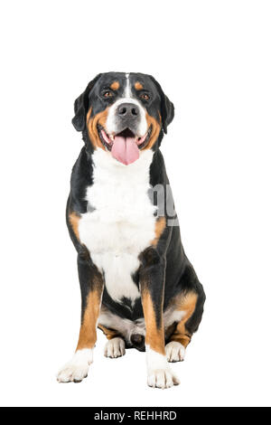 Mehr Swiss Mountain Dog Sitting und schauen in die Kamera Stockfoto