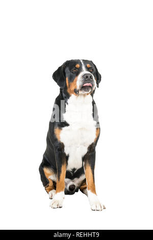 Mehr Swiss Mountain Dog Sitting und bis auf die Kamera Stockfoto