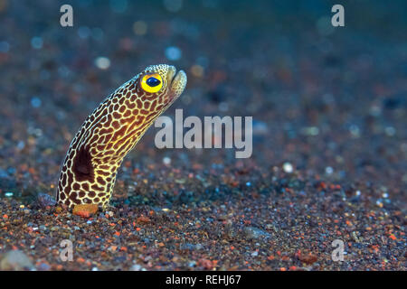 Gesichtet Garten Aal, Heteroconger hassi, Liberty Wrack, Tulamben, Bali, Indo, Indonesien Stockfoto