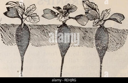 . Cole's Garten jährliche. Gemüse Samen Kataloge; Baumschulen (Gartenbau) Iowa Werkzeuge Kataloge Kataloge; Garten; Blumen; Bäume Samen Samen Kataloge Kataloge; Lampen (Pflanzen) Samen Kataloge. NON PLUS ULTRA Rettich. NON PLUS ULTRI. Von einigen sogenannten Dunklen roten Ball, oder Karly Tief rote Rübe Forc-ing? : ItaiSi!!> h. Bemerkenswert tine in Qualität, und sehr schnelle Wachstum, und bereit, witijin tifleeu t&gt zu ziehen; 20 Tage nach der Aussaat. Perfekt kugelförmige wenig Wurzeln, von sehr hellen Farben und hervorragende Form. Es ist bei weitem die beste Sorte der frühen Rettich zu zwingen. Betten gepflanzt, das Erntegut Stockfoto