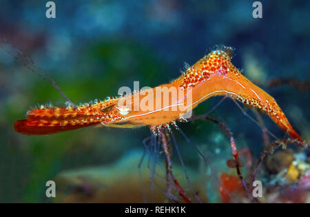 Donald Duck Garnelen, Leander plumosus, Bitung, Lembeh Strait, Nord Sulawesi, Celebes Meer, Indonesien Stockfoto