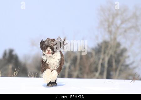 Portugiesischer Wasser Hund läuft in einem Feld an einem verschneiten Tag im Winter Stockfoto