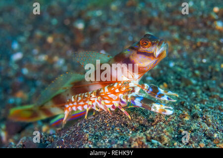 Flag-tail Shrimp Goby, Amblyeleotris yanoi und Garnelen, Alpheus Randall, Bitung, Lembeh Strait, Sulawesi, Celebes Meer, Indonesien, Symbiose Stockfoto