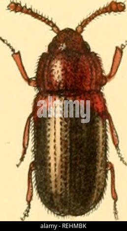 . Die Taxonomie der Britischen Inseln. Einen beschreibenden Berücksichtigung der Familien, Gattungen und Arten, die es in Großbritannien und Irland, mit Noten, Gemeinden, Lebensräume, etc. Käfer; Entomologie. . Bitte beachten Sie, dass diese Bilder sind von der gescannten Seite Bilder, die digital für die Lesbarkeit verbessert haben mögen - Färbung und Aussehen dieser Abbildungen können nicht perfekt dem Original ähneln. extrahiert. Fowler, W. W. (William Weekes), 1849-1923; Donisthorpe, Horace St. John Kelly, 1870 -. London, L. Reeve &Amp; Co. Stockfoto