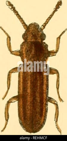 . Die Taxonomie der Britischen Inseln. Einen beschreibenden Berücksichtigung der Familien, Gattungen und Arten, die es in Großbritannien und Irland, mit Noten, Gemeinden, Lebensräume, etc. Käfer; Entomologie. . Bitte beachten Sie, dass diese Bilder sind von der gescannten Seite Bilder, die digital für die Lesbarkeit verbessert haben mögen - Färbung und Aussehen dieser Abbildungen können nicht perfekt dem Original ähneln. extrahiert. Fowler, W. W. (William Weekes), 1849-1923; Donisthorpe, Horace St. John Kelly, 1870 -. London, L. Reeve &Amp; Co. Stockfoto