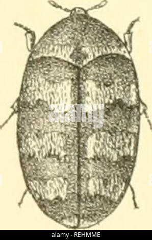 . Die Taxonomie der Britischen Inseln. Einen beschreibenden Berücksichtigung der Familien, Gattungen und Arten, die es in Großbritannien und Irland, mit Noten, Gemeinden, Lebensräume, etc. Käfer; Entomologie. RMor^ aj-ich.del etliih. Â WiiceTitBTooks, Il^y&amp; Sonlmp 1, Reeve & Amp; CÂ° London.. Bitte beachten Sie, dass diese Bilder sind von der gescannten Seite Bilder, die digital für die Lesbarkeit verbessert haben mögen - Färbung und Aussehen dieser Abbildungen können nicht perfekt dem Original ähneln. extrahiert. Fowler, William Weekes, 1849 -; Donisthorpe, Horace St. John Kelly. London: L. Reeve & Amp Stockfoto