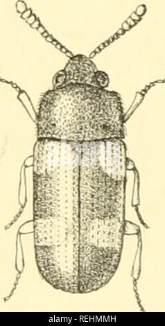 . Die Taxonomie der Britischen Inseln. Einen beschreibenden Berücksichtigung der Familien, Gattungen und Arten, die es in Großbritannien und Irland, mit Noten, Gemeinden, Lebensräume, etc. Käfer; Entomologie. . Bitte beachten Sie, dass diese Bilder sind von der gescannten Seite Bilder, die digital für die Lesbarkeit verbessert haben mögen - Färbung und Aussehen dieser Abbildungen können nicht perfekt dem Original ähneln. extrahiert. Fowler, William Weekes, 1849 -; Donisthorpe, Horace St. John Kelly. London: L. Reeve &Amp; Co. Stockfoto