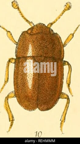 . Die Taxonomie der Britischen Inseln. Einen beschreibenden Berücksichtigung der Familien, Gattungen und Arten, die es in Großbritannien und Irland, mit Noten, Gemeinden, Lebensräume, etc. Käfer; Entomologie. . Bitte beachten Sie, dass diese Bilder sind von der gescannten Seite Bilder, die digital für die Lesbarkeit verbessert haben mögen - Färbung und Aussehen dieser Abbildungen können nicht perfekt dem Original ähneln. extrahiert. Fowler, W. W. (William Weekes), 1849-1923; Donisthorpe, Horace St. John Kelly, 1870 -. London, L. Reeve &Amp; Co. Stockfoto