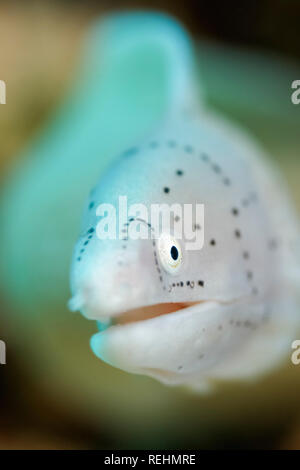 Geometrische Moray, Aal, Gymnothorax griseus, Eilat, Roten Meer, Porträt, Unterwasser Stockfoto