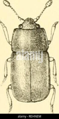 . Die Taxonomie der Britischen Inseln. Einen beschreibenden Berücksichtigung der Familien, Gattungen und Arten, die es in Großbritannien und Irland, mit Noten, Gemeinden, Lebensräume, etc. Käfer; Entomologie. . Bitte beachten Sie, dass diese Bilder sind von der gescannten Seite Bilder, die digital für die Lesbarkeit verbessert haben mögen - Färbung und Aussehen dieser Abbildungen können nicht perfekt dem Original ähneln. extrahiert. Fowler, William Weekes, 1849 -; Donisthorpe, Horace St. John Kelly. London: L. Reeve &Amp; Co. Stockfoto